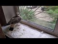 Чайка рвется на свободу