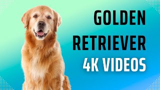 Golden Retriever 4K videos : The Perfect Family Dog