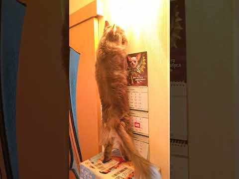 кошка ломает светильник