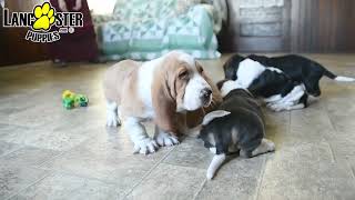 Adorable Basset Hound Puppies