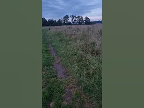 дождь моросит🤦‍♀️ а мы а поле гуляем 🤗🤣 - YouTube