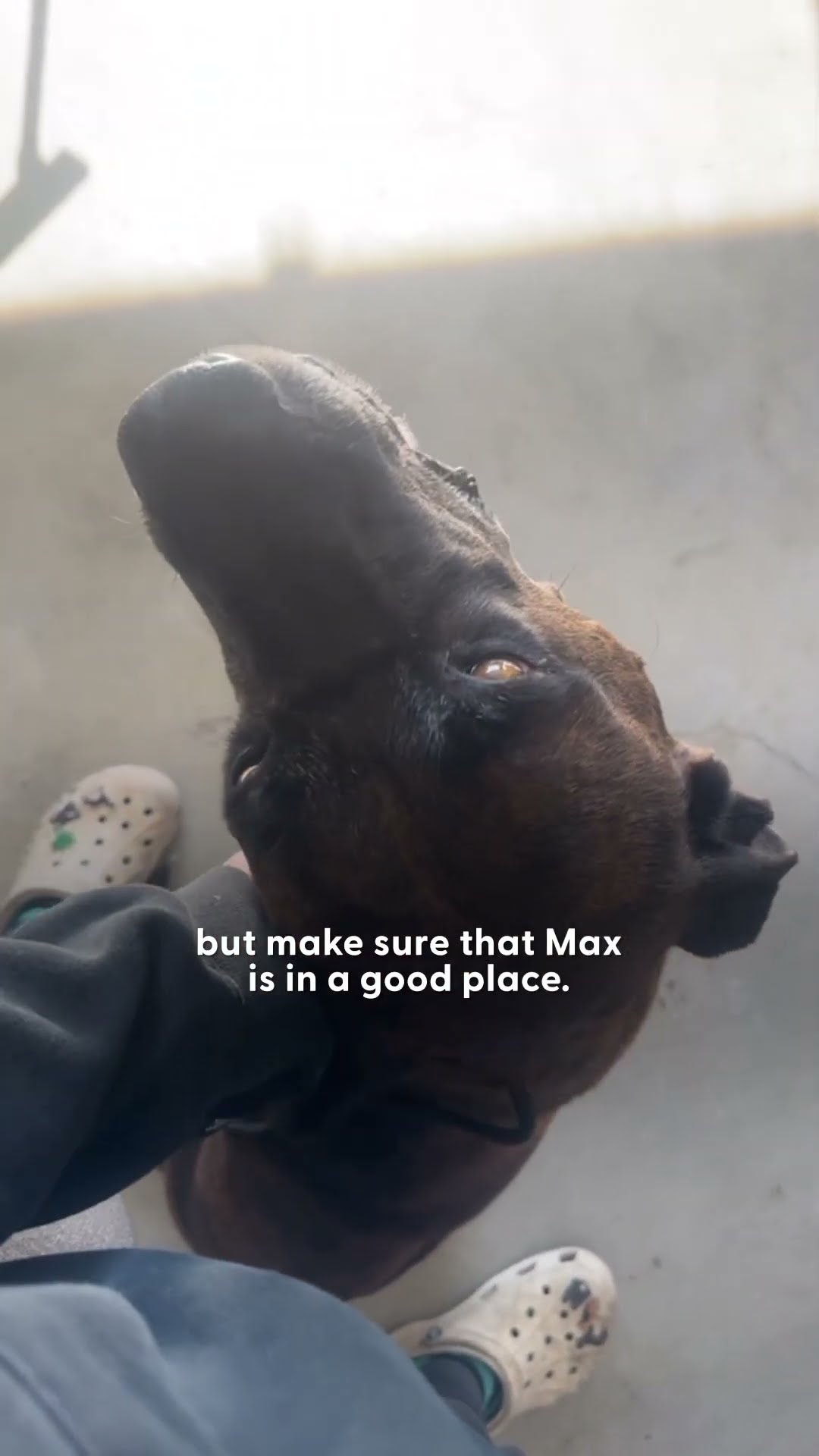 Dog Lost In The LA Fires Brings Community Together | The Dodo
