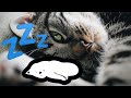 🐾Мурчание Кошек на радость Уш и Души - Мягнькая Терапия!💤