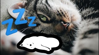 🐾Мурчание Кошек на радость Уш и Души - Мягнькая Терапия!💤