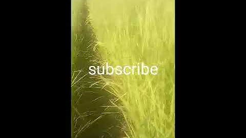 rice field video