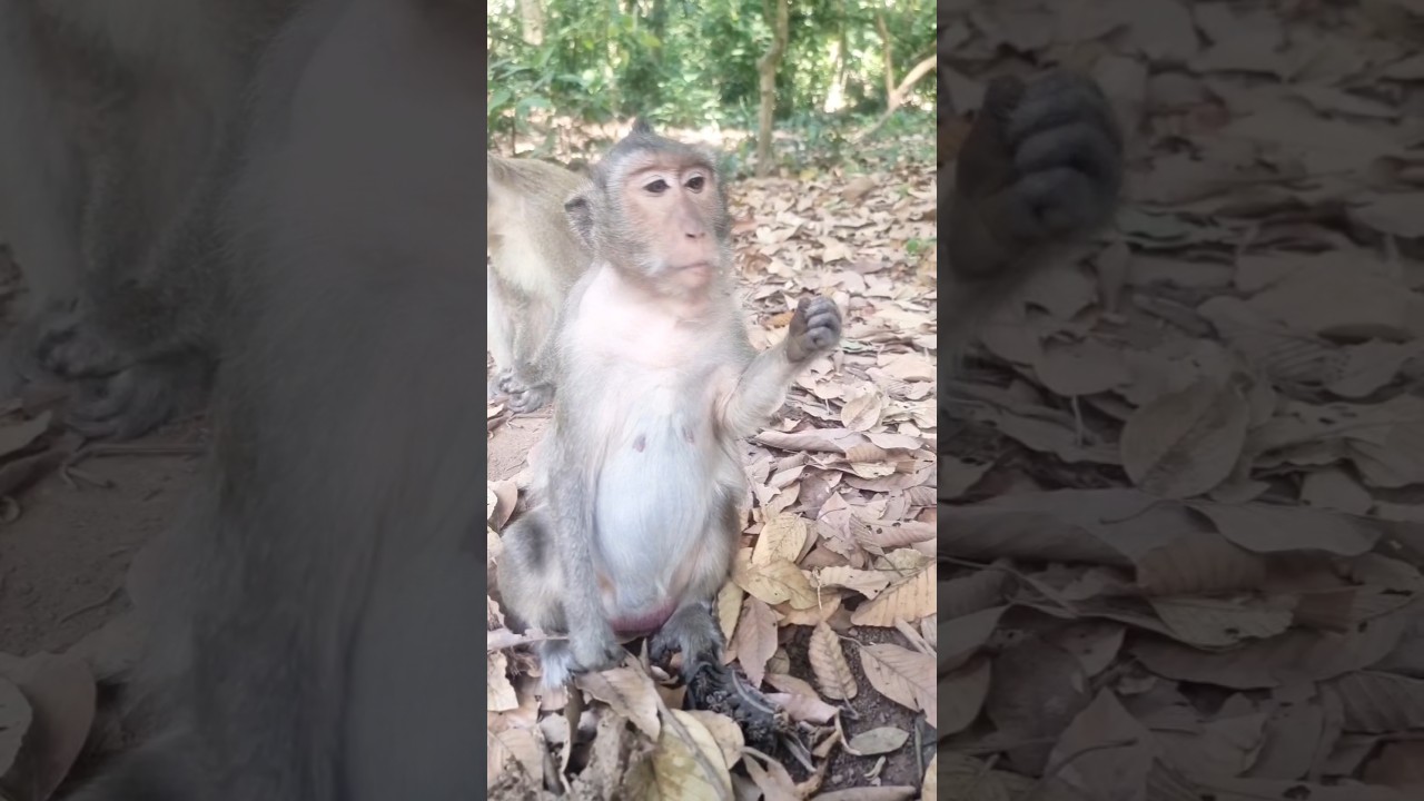 Little monkeys so lovely 