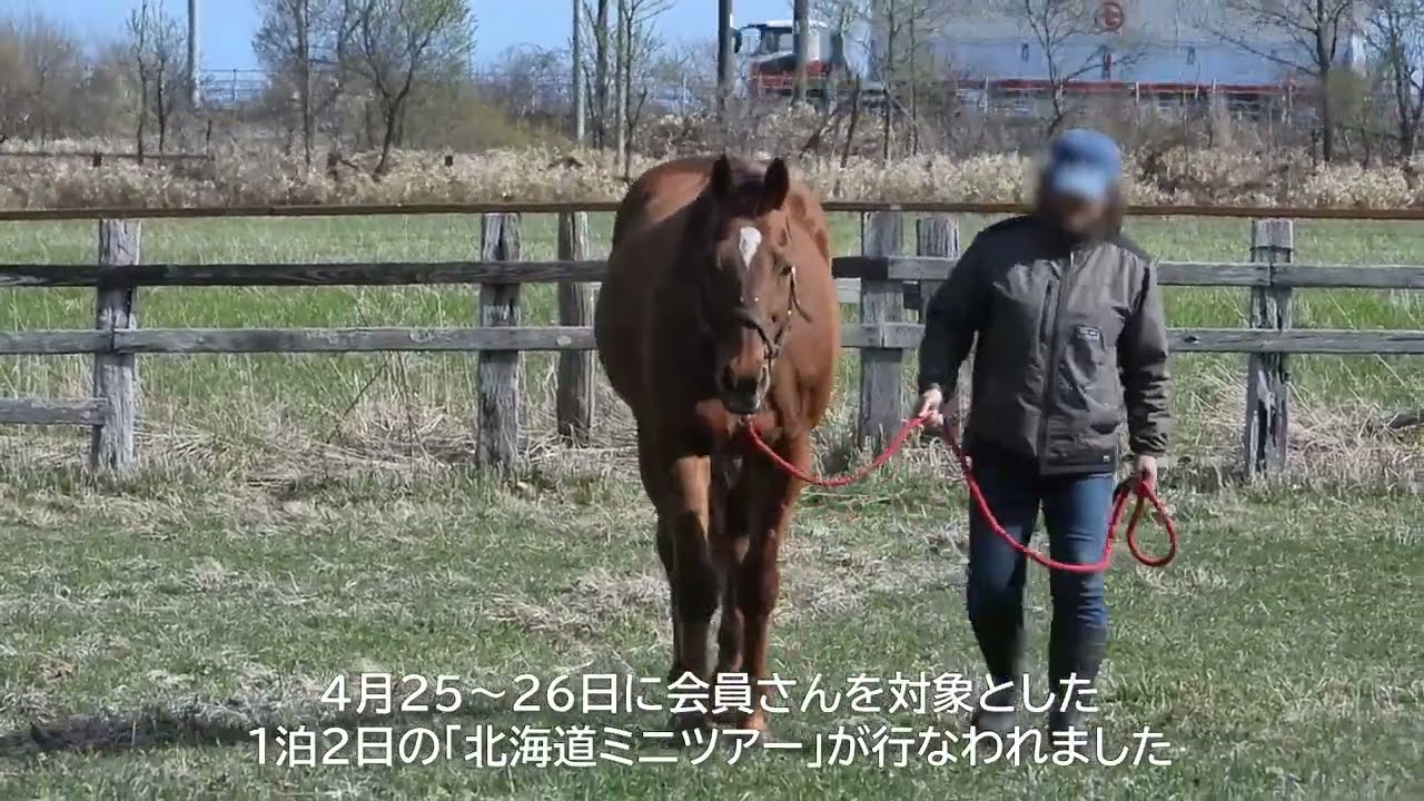 放牧地の奥から連れられてくるマイペースなスズカコーズウェイ