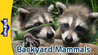 Backyard Mammals |  Raccoons | Porcupines | Groundhogs | Skunks | Cottontail Rabbits | Red Foxes