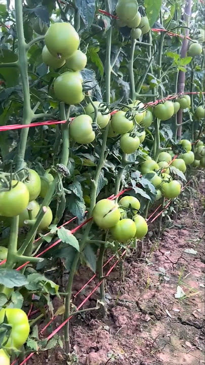 Cara merawat budidaya tomat agar hasil panen melimpah | Rahasia budidaya tomat 🍅 #shorts