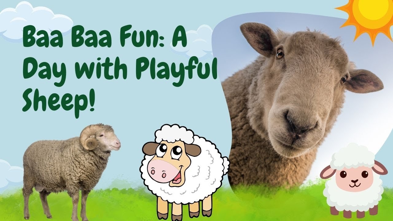 Baa Baa Fun A Day with Playful Sheep! | Educational Video for kids | Ms Rachel