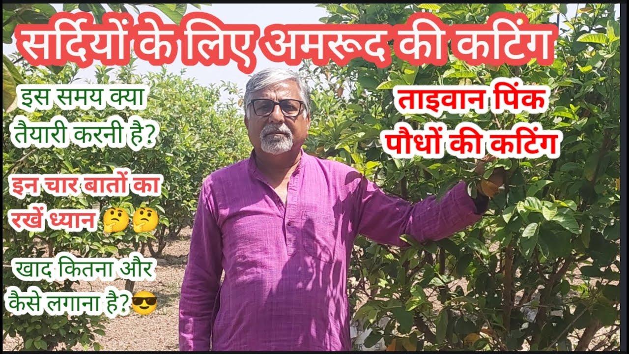 411. सर्दियों के ताइवान पिंक अमरूद की तैयारी, खाद, कटिंग और फसल का समय.