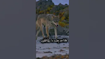 عندما لاتعرف ضروف الناس اقنباسات خواطر كلام من ذهب عبارات تصميم فيديوهات حكم اكسبلور 