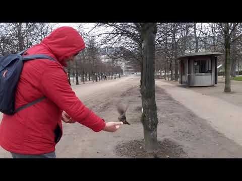 Video: Jardin des Tuileries din Paris: O bijuterie regală