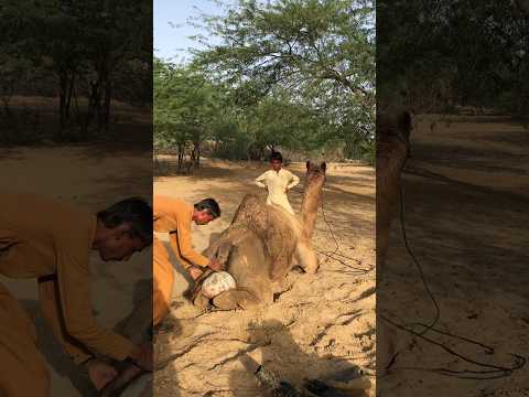 و ض ع م ت ك ة ب ي ن ر ج ل ي ٱل ج م ل ط ب ق ر و ي ق د يم