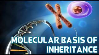 Molecular Basis of Inheritance Competency Questions | CBSE Class 12 Biology