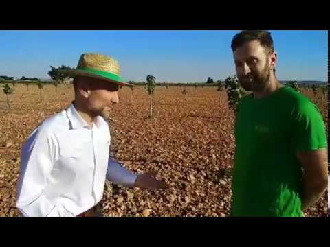 Video: Amandeloorplantingswenke: Wanneer kan jy 'n amandelboom oorplant