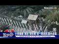小食蟻獸「黑妞」身影曝 週一晚逃脫.園內遊蕩｜TVBS新聞網 @tvbsnews24live