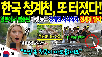 [해외감동사연] 한국 청계천 또 난리났다! 일본에선 멸종된 백로, 멸종 위기 동물 등장한 충격 영상… CNN 다큐멘터리 시청률 1위 기록