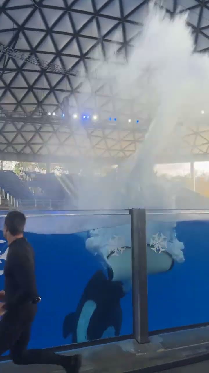 Getting Splashed by an Orca Whale || ViralHog