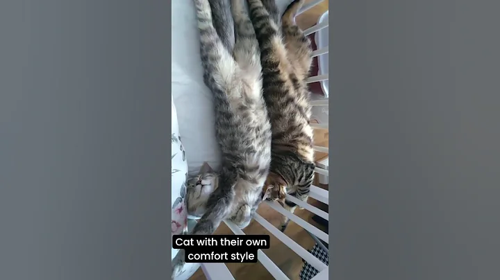 Watch the video about Funny Cats Videos 2024 part 123 #fun #funny #viral #funnyvideo #shortviral #cat #dog #cats #dogs