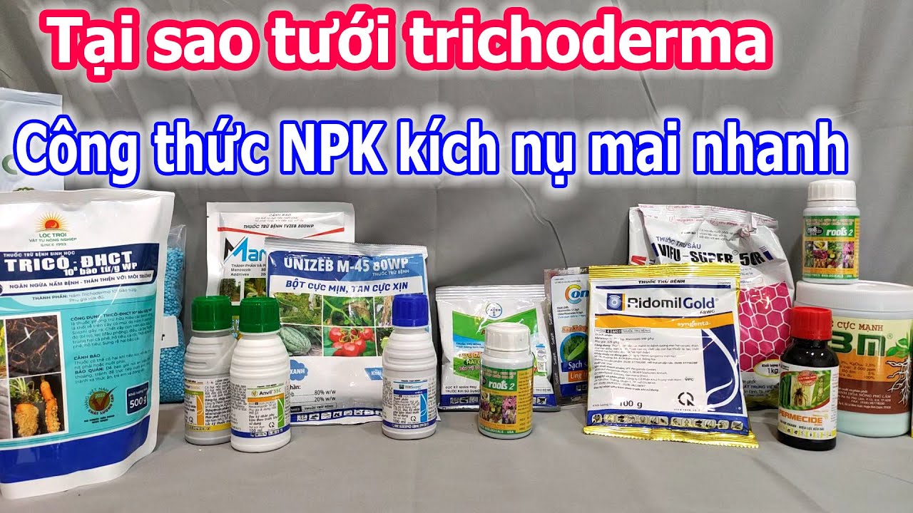 Tưới trichoderma cho cây mai, công thức NPK kích nụ mai vàng tháng 9al