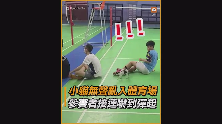 小猫无声乱入体育场　参赛者接连吓到弹起｜动物｜搞笑 - 天天要闻