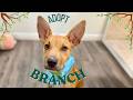Branch “The Ear-resistible” | Blue-eyed, toy-loving, dog-social goofball