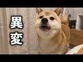 外から聞こえた謎の叫び声に怖がりながらも立ち向かう勇敢な柴犬