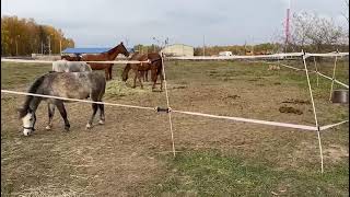 Электропастух Агри 500 для лошадей с лентами! Отзыв из Владикавказа - узнай все плюсы электропатуха!