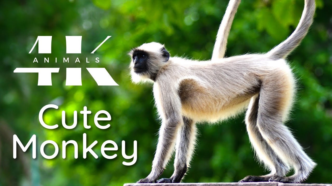 Cute Monkey 4K | Animals 4K 