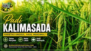Padi Unggul Kalimasada 90 HST | Dokumentasi Tanam Mas Zeni - Tuban