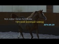 Best arabian horses from Russia