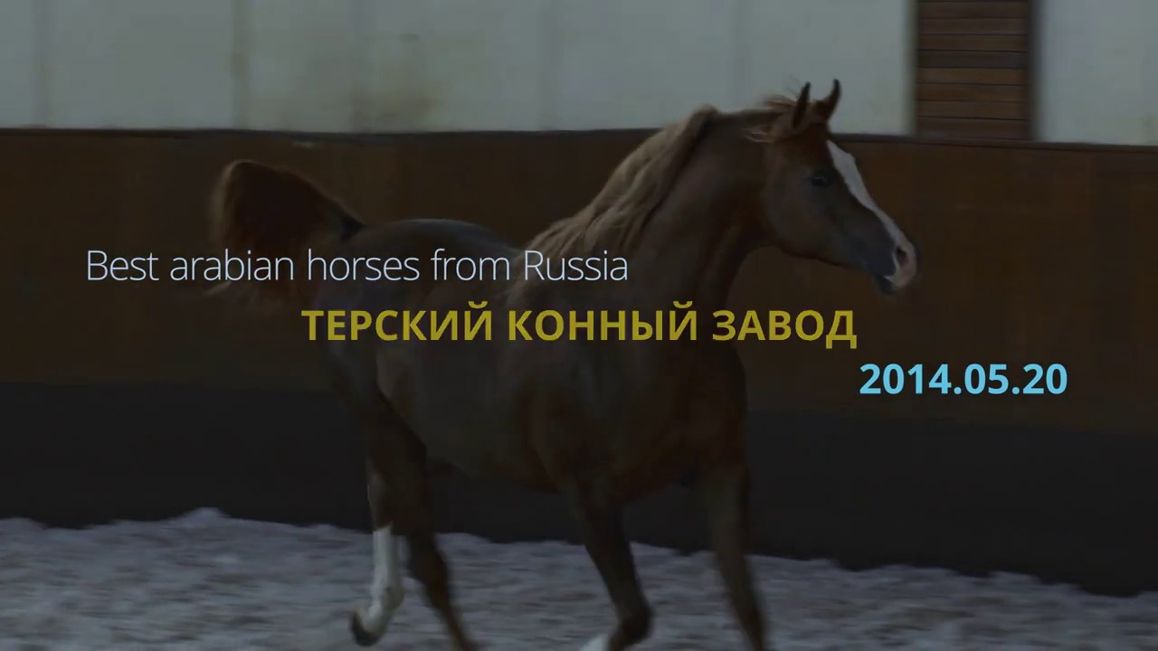 Best arabian horses from Russia - YouTube