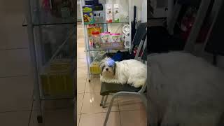 Pamper day🐩🫶 #viral