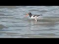 Piru-piru (Haematopus palliatus).