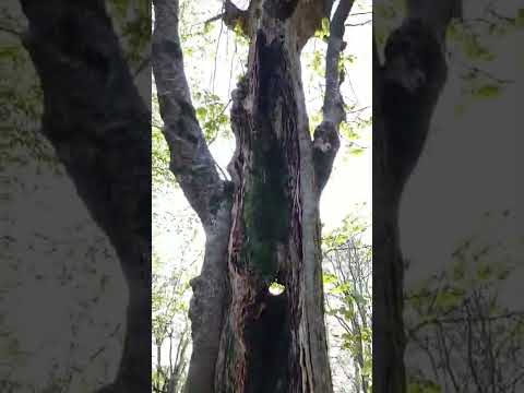 قدرت رعد و برق در جنگل مرداب گادیکلا مازندران