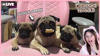TERNYATA ADA GUGUK YANG LEBIH JOROK DARIPADA TONO TINI ?!! [DORONKO WANKO INDONESIA]