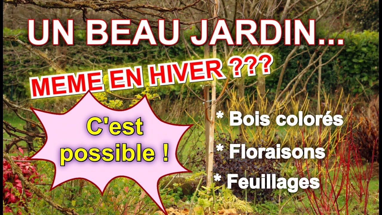 Un beau jardin, même en hiver ! [Floraisons, bois colorés, feuillages décoratifs]
