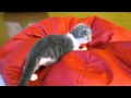 ねこカフェクラブ(自由が丘)