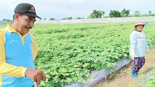 Petani Melon Deli Serdang  Tanpa Pemangkasan Berbuah Lebat dan Besar   2 Ha Lebih 50 Ton #melon