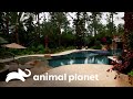 Oasis secretos: piscinas que escapan del ajetreo urbano | Piscinas Soñadas | Animal Planet