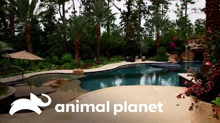 Oasis secretos: piscinas que escapan del ajetreo urbano | Piscinas Soñadas | Animal Planet by Animal Planet Latinoamérica 2,056 views 5 days ago 6 minutes, 51 seconds