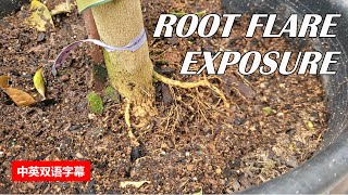 How to Properly Expose Tree Root/Trunk Flare to Improve Tree Health | Tree Planting | Girdling Root