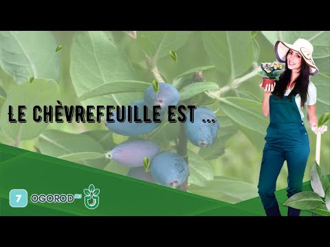 Vidéo: Chèvrefeuille De Plus En Plus. Les Propriétés Curatives Du Chèvrefeuille