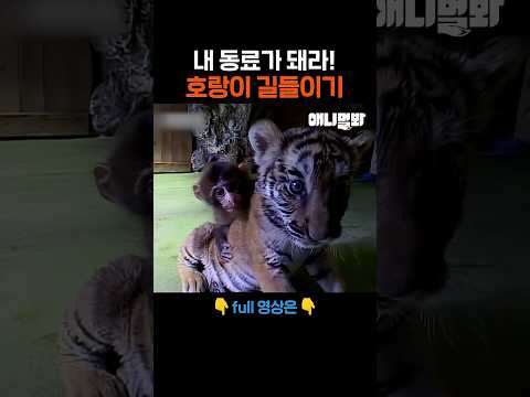Easy 하네요~ #애니멀봐 #shorts thumbnail