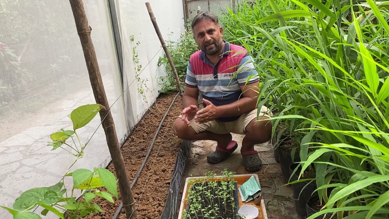 Growing Tomato & Beet Organically // Organic urban Grow Bags Garden // Mixed Cropping for High Yield