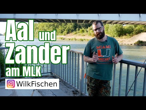 Aal und Zander am Mittellandkanal - WilkFischen