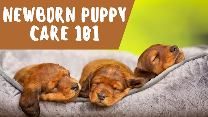 The Ultimate Guide To Raising A Puppy: From Birth To 8 Weeks
