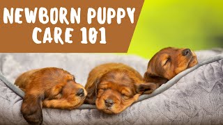 Puppy Care From Birth To 8 Weeks