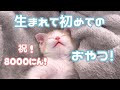 ミルクと離乳食しか食べた事のない子猫が初めてのオヤツ…!